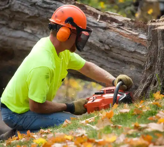 tree services Clemmons